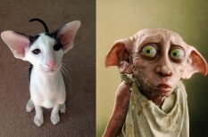 Kaķis, kurš izskatās pēc elfa no &#x27;Harija Potera&#x27; filmām