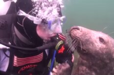 Доказательство того, что тюлени - это те же собаки, только живут они в воде