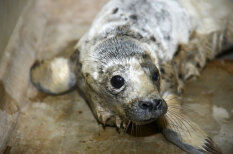 ТЕСТ: Знаешь ли ты, что делать с найденным на берегу моря тюлененком?