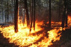 Uzmanīgi ar uguni: kā pasargāt mežu no ugunsnelaimes?
