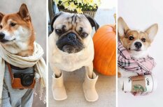 Как пережить эту пасмурную осень: 13 собак, которые готовы к ней лучше, чем ты