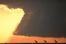 Neticami saullēkti un saulrieti Āfrikā