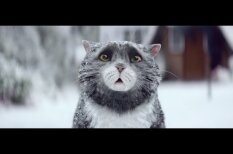 ВИДЕО. Милый котик стал героем очаровательной рождественской рекламы