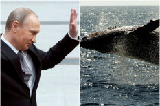 Если Путин на кита залезет, кто кого поборет? Четыре ответа на вечные вопросы &quot;кто сильнее&quot;