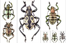 Ученые Даугавпилсского университета открыли 28 новых видов жуков