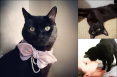 Тьфу-тьфу-тьфу: 10 фото, которые доказывают, что черные коты - просто няши
