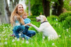 Kanisterapija: kad suns ir ne tikai draugs, bet arī terapeits