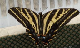 В Тропическом доме Ботанического сада LU - слет экзотических бабочек