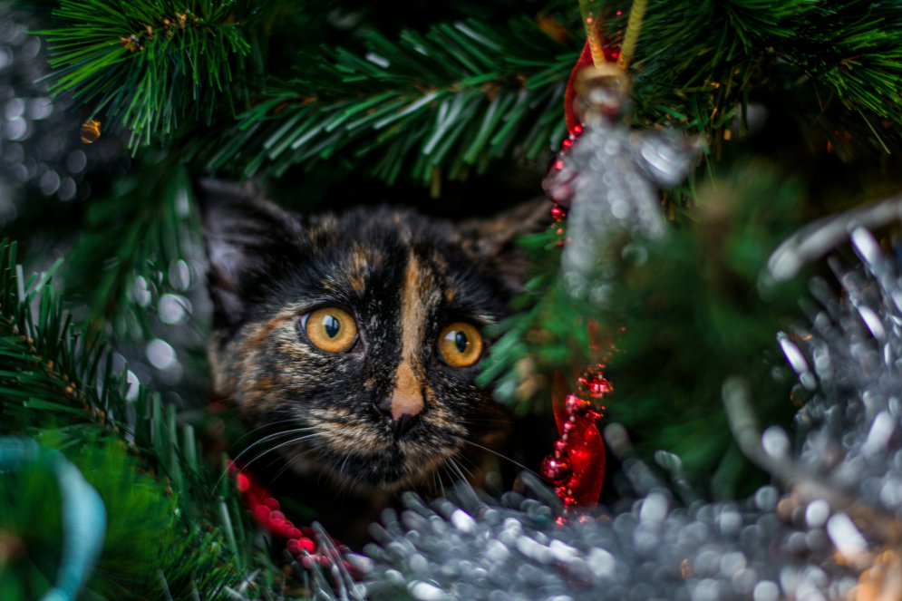 Kaķi, kuri domā, ka viņi ir Ziemassvētku rotājumi