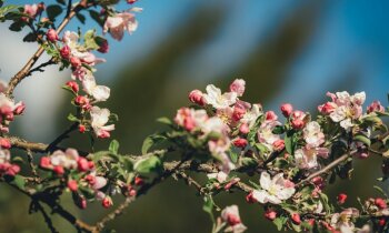 Magnoliju un augļkoku ziedu parāde: vietas, kur baudīt ziedoni tieši tagad
