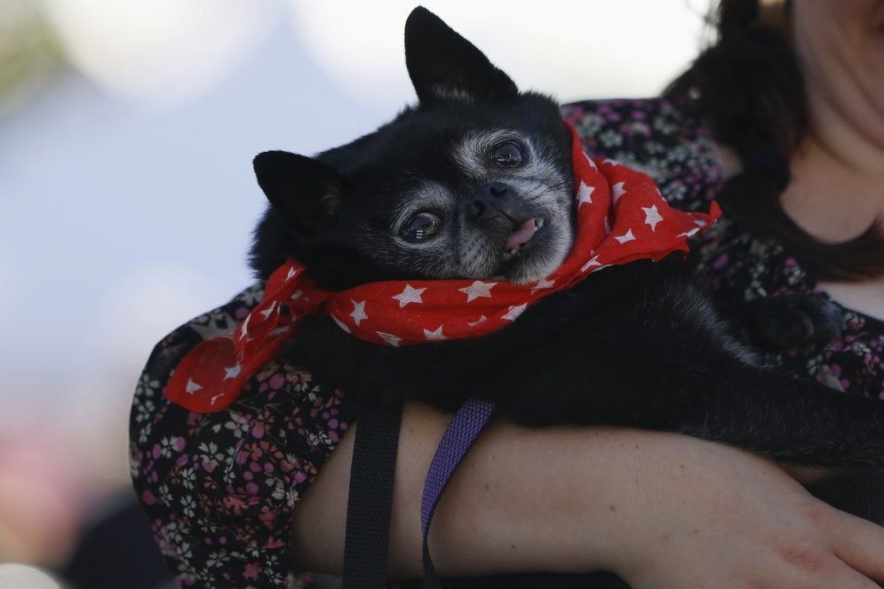 Неземная не красота: в Калифорнии прошел конкурс на звание самой уродливой собаки