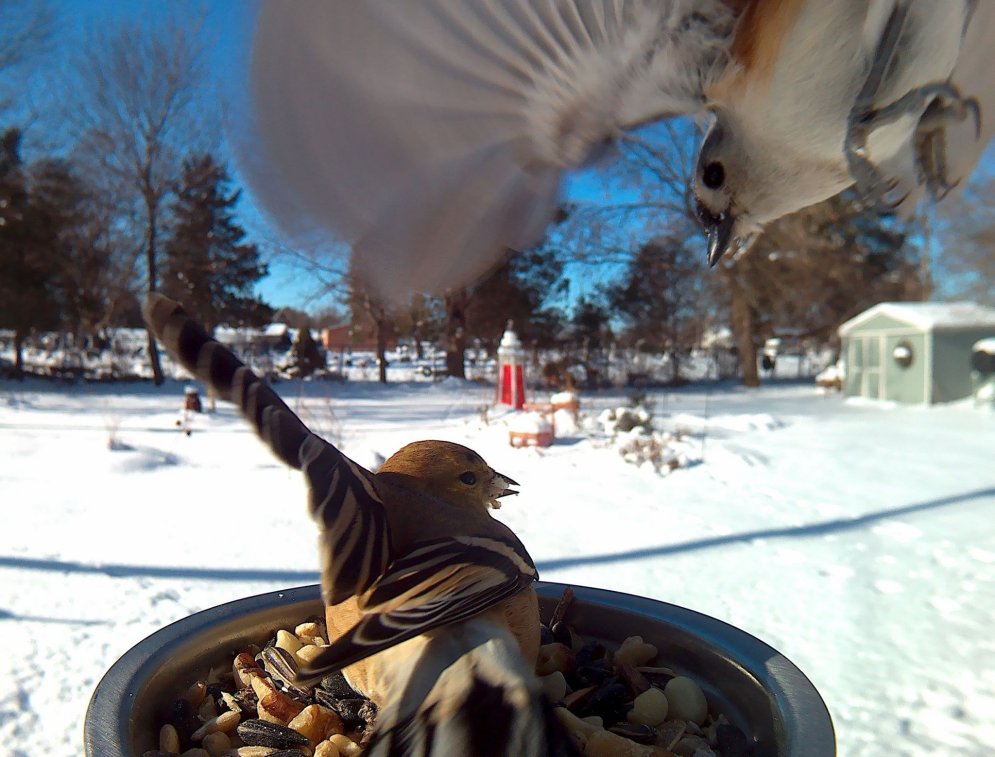 Женщина кормит птиц зимой и делает их смешные "селфи" у кормушки. Вот 20 примеров