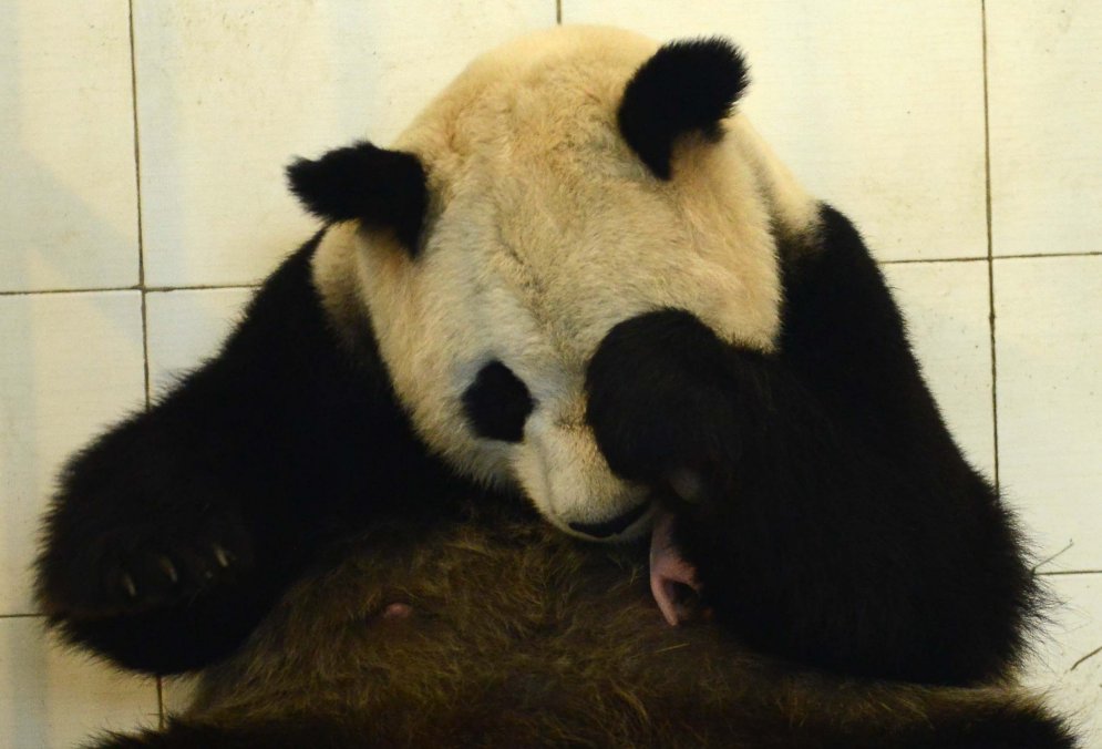 Редкие кадры: новорожденный детеныш большой панды