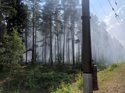 За полгода в Латвии выгорело больше леса, чем за последние три года