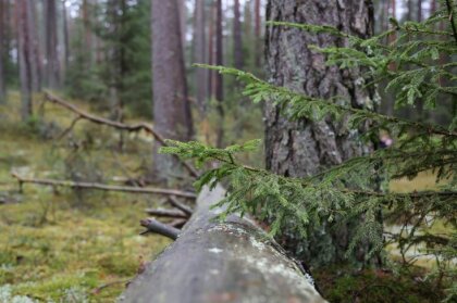 VK revīzijā nepilnības atklāj Fizikālās enerģētikas institūtā un mežzinātnes institūtā 'Silava'