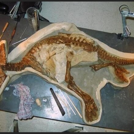 Kanādā atrasts trīs gadus vecs dinozauriņš