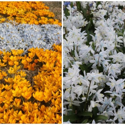 Foto: Rukšānu saimniecībā zied pavasara puķes, tostarp varenā krokusu kolekcija