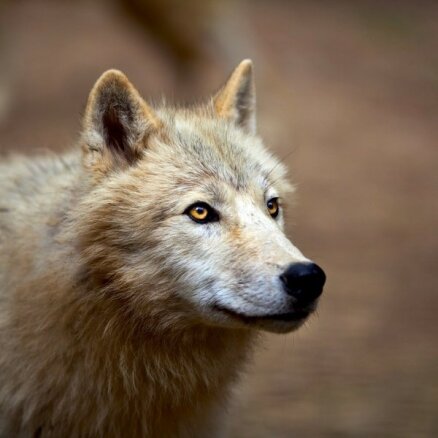 В этом охотничьем сезоне в Латвии застрелено более 200 волков