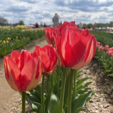 ФОТО. Нидерланды на окраине Риги – поля тюльпанов и нарциссов в Даугмале