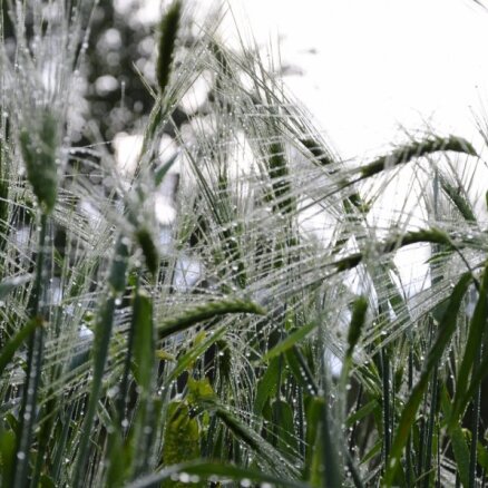 Латвийские крестьяне сдают урожай: зерновые подорожали