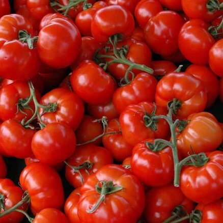 Kā izvēlēties gardākos tomātus?