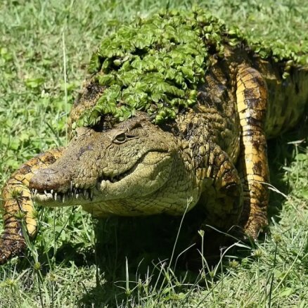 Bezgrēka ieņemšana – vientuļa krokodilu mātīte rada pēcnācēju bez apaugļošanas