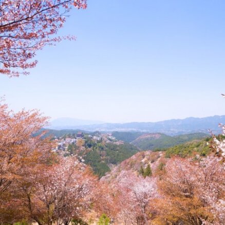 Foto: Reibinošā sakuras ķiršu ziedēšana Japānā