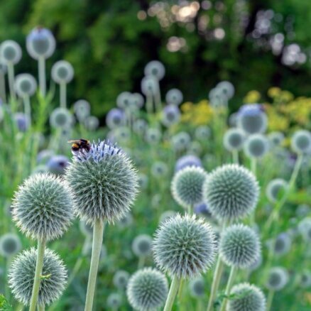 Klasiskas vērtības un neierasti akcenti – augi, kas piesaistīs tauriņus un bites