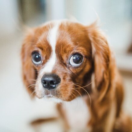 Suņi var mērķtiecīgi izmantot atbruņojošā 'kucēna skatiena' spēku, spriež pētnieki