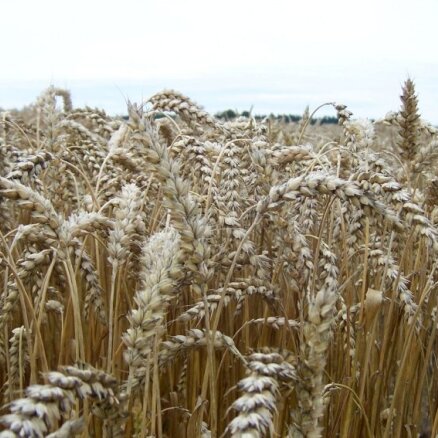 Агроном: урожай зерновых в этом году отличный, но из-за дождей могло пострадать качество