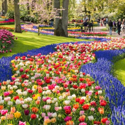 Краски весны: Королевский парк цветов Кекенхоф (ФОТО)