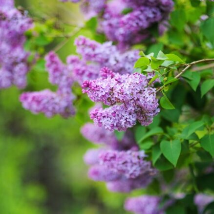Aromātiskās un krāšņās kupenas: speciāliste par ceriņu kopšanu un krūma veidošanu