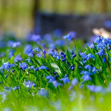 ФОТО. Весна идет! На кладбище Мартиня вовсю цветут синие пролески