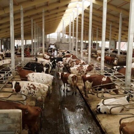 Ieguldot ap 3 miljoniem eiro, Vecpiebalgas pagastā atklāj modernu govju fermu