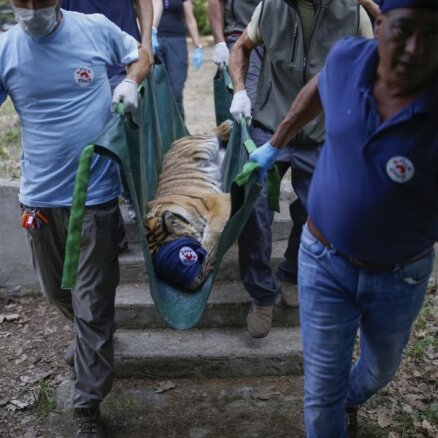 Uz Turciju evakuēti novārtā pamesta Sīrijas zoodārza dzīvnieki