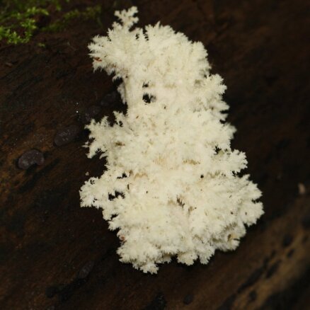 Самый красивый в мире гриб  можно найти и в Латвии