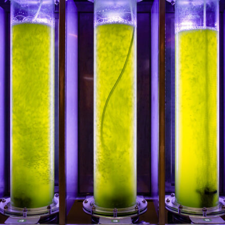 Izveseļoties no naftas atkarības ar bioterapiju – vai aļģu degviela glābs?