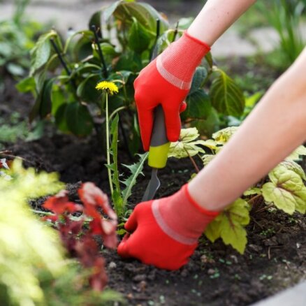 'Dārza jautājums': Ko darīt, lai dārzs būtu jāravē mazāk