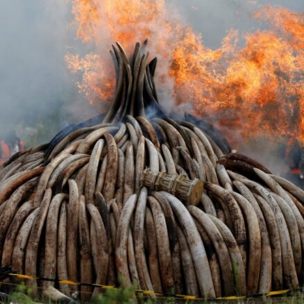 Foto: Kenijā sadeg 105 tonnas ziloņkaula
