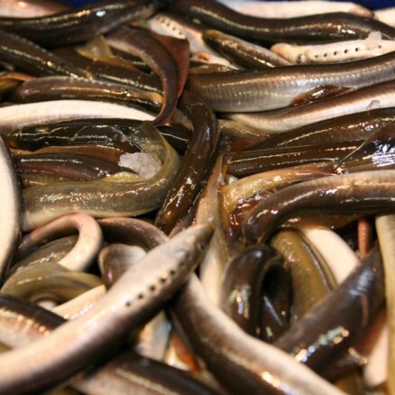 VVD Kurzemē no nelegāliem zvejas rīkiem atbrīvojis 224 nēģus