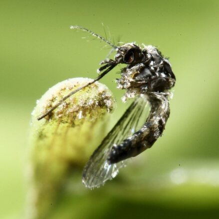 Ученые выпустят на волю миллионы комаров-мутантов