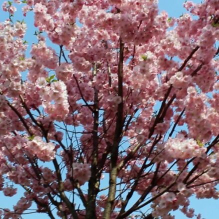 Rīgā uzziedējušas sakuras