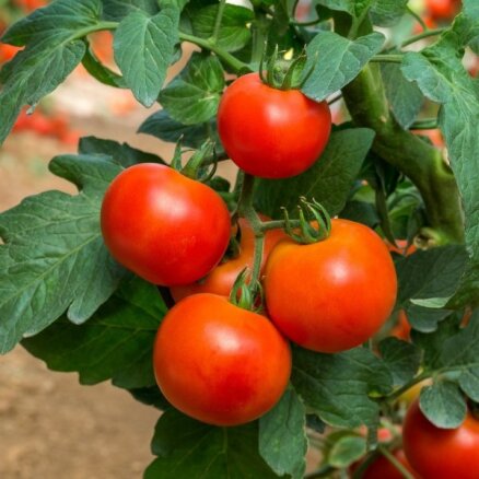 Brīdina par vairākās ārvalstīs iegādātu tomātu un paprikas sēklu bīstamību