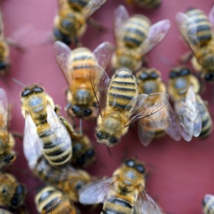 Министр обещает пчеловодам увеличить финансирование до 11 млн евро в год
