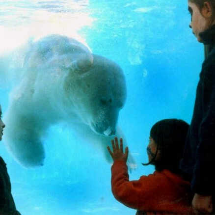 Karstuma dēļ miris Buenosairesas Zoo pēdējais leduslācis