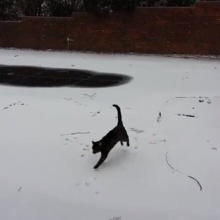 Interneta hits: Kaķis pirmo reizi nokļūst sniegā