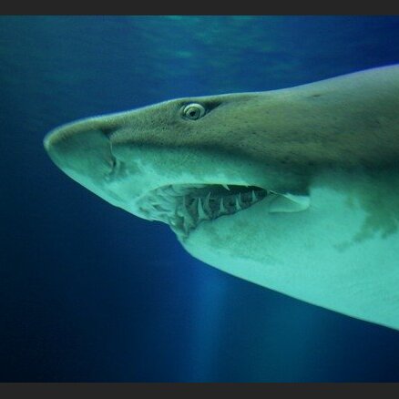 В Приморье зафиксировано третье за месяц нападение акулы
