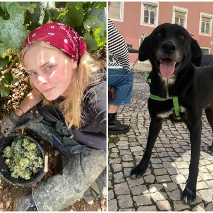 С улиц Португалии в Латвию. Как Кате привезла из путешествия лучший "сувенир" — собаку Фадо