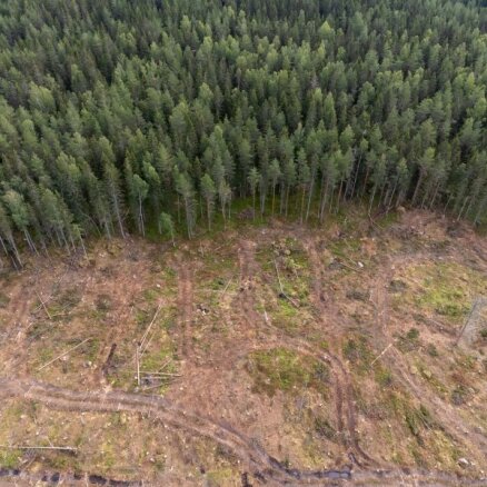 Valsts mežos plāno palielināt koksnes ieguvi par diviem miljoniem kubikmetru
