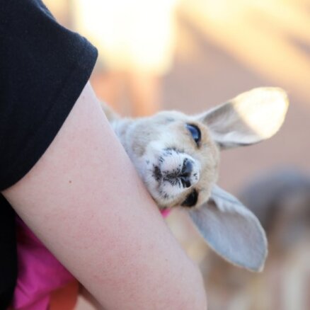 Ķenguru mazuļu rezervāts Austrālijā, kur iespējams samīļot izglābtos dzīvniekus